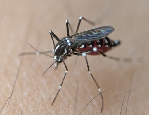 Jumlah Pasien DBD Meningkat, Ini Bedanya dengan Demam Dengue