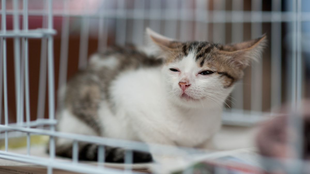 Penyebab Kucing Diare