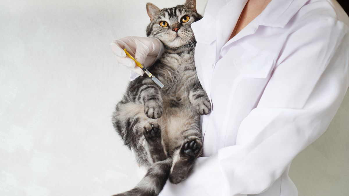 Ketahui Jenis dan Jadwal Vaksinasi Kucing Kesayangan Kamu 