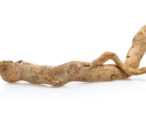 Menyingkap Manfaat Tongkat Ali atau Pasak Bumi untuk Kesehatan Tubuh Pria