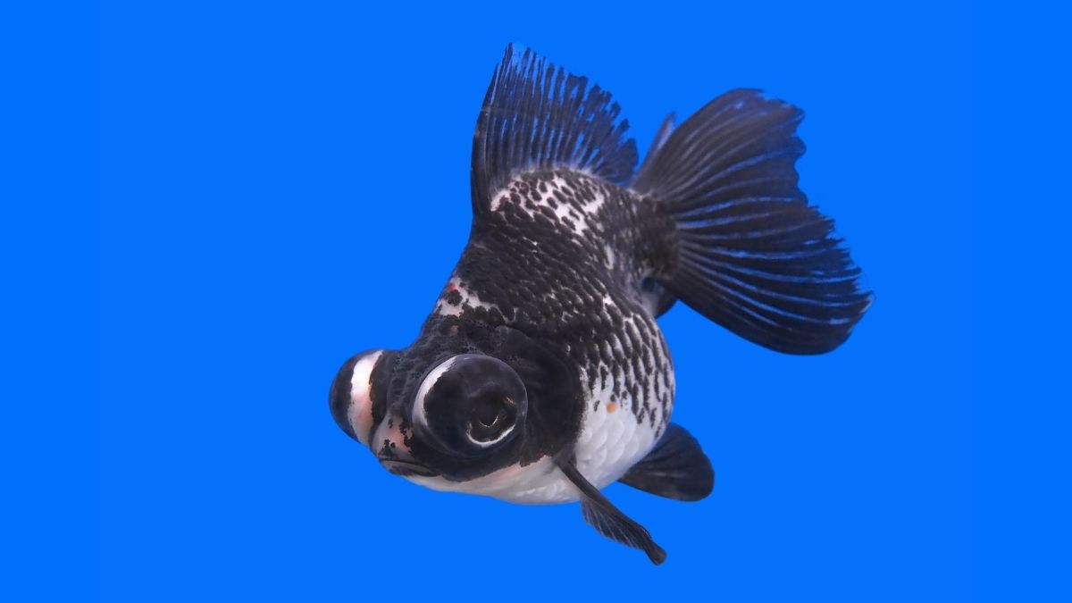 Mengenal Spesies Ikan Maskoki Panda Air dan Cara Merawatnya