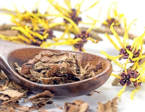 Manfaat Tanaman Witch Hazel untuk Kulit