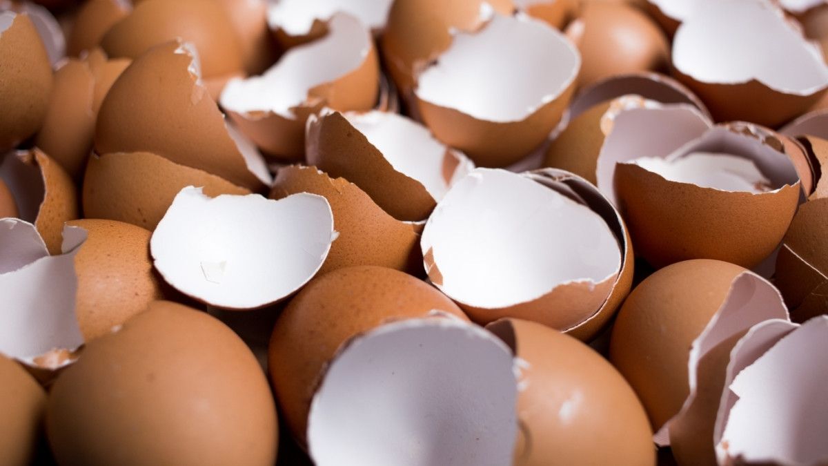 Manfaat Kulit Telur Dan Cara Mengolahnya Jangan Dibuang Ya Klikdokter