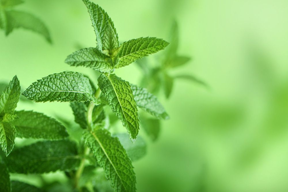 5 Manfaat Teh Daun Mint
