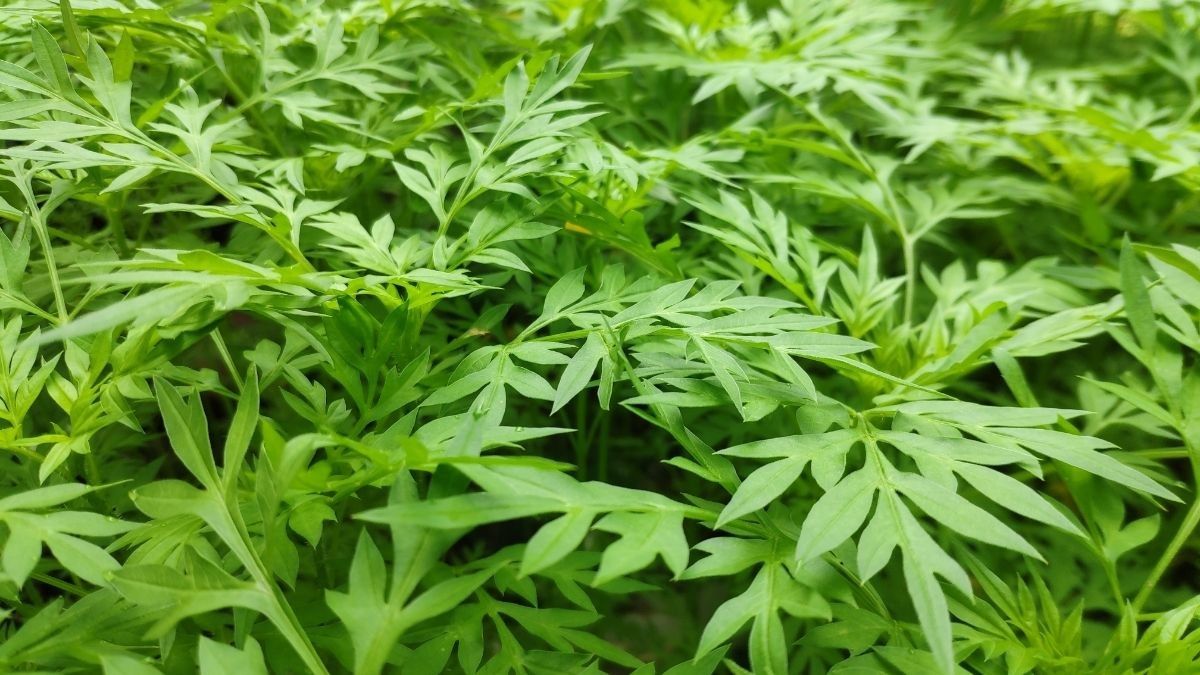 Manfaat Daun Kenikir untuk Ibu Hamil