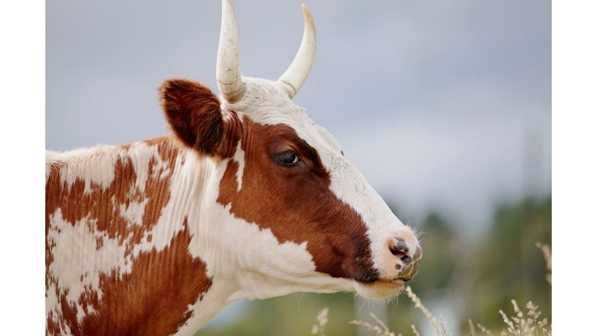 Benarkah Urine Sapi Bisa Sembuhkan COVID-19?