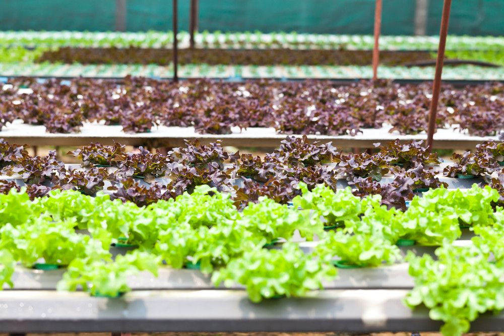 Urban Farming, Gaya Hidup Sehat atau Tren Semata?