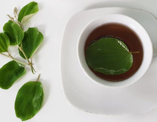 Manfaat Daun Bidara untuk Kesehatan