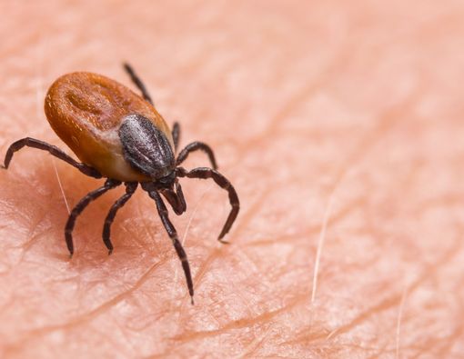 Menyebar di Tiongkok, Kenali Lebih Jauh Tick-Borne Virus