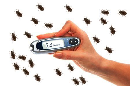 Semut Jepang Dapat Sembuhkan Diabetes?