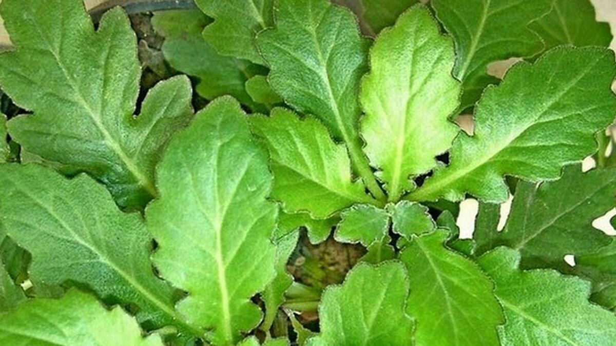 Menurunkan Asam Urat dengan Daun Dewa, Mitos atau Fakta?