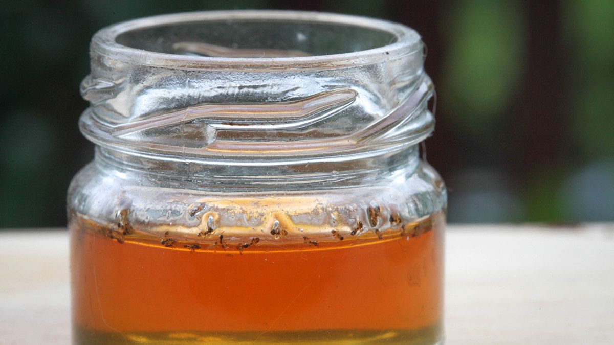 Madu Asli Tidak Dikerumuni Semut, Mitos atau Fakta?
