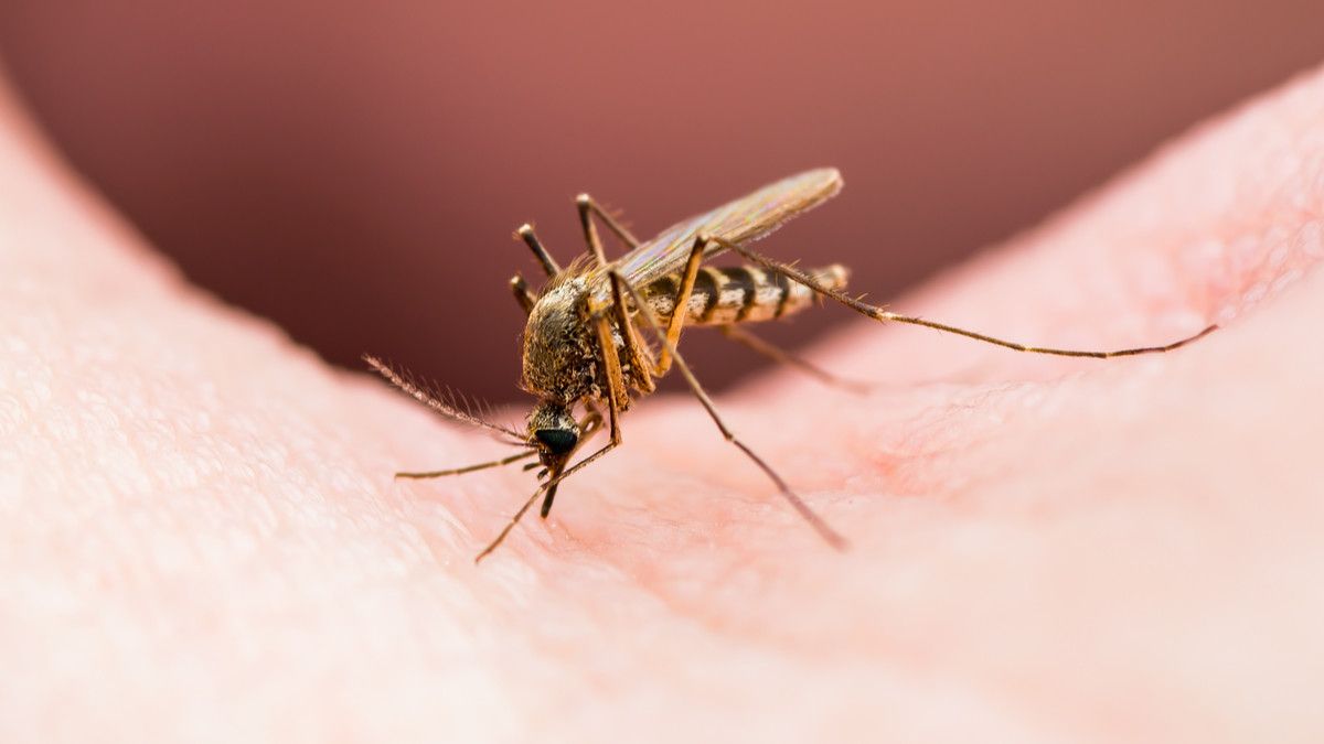 Waspada, Parasit Malaria Resistan Obat Menyebar di Asia Tenggara