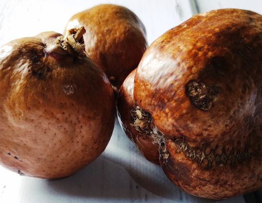 Menyingkap Manfaat Buah Zuriat untuk Pelancar Haid