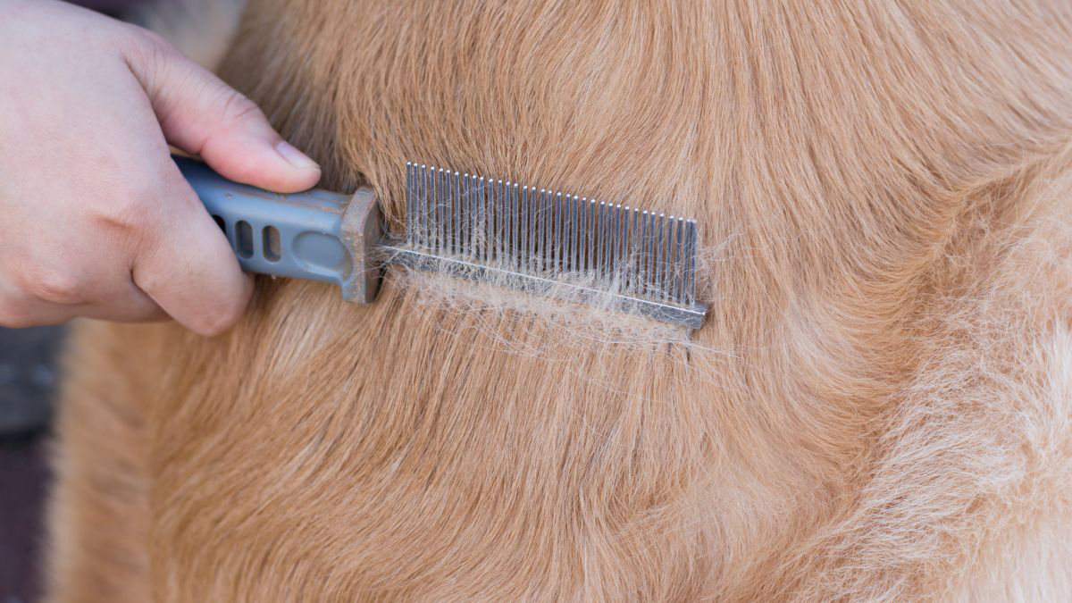 Cara Mengatasi Bulu Anjing Rontok 