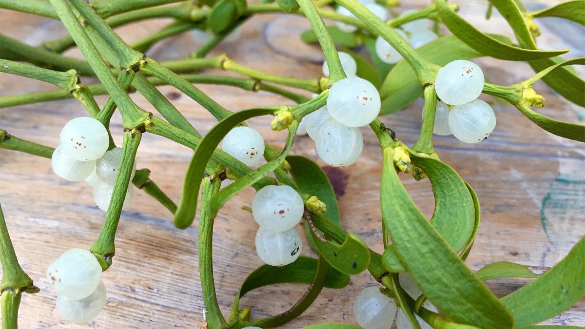 Inilah Manfaat Mistletoe untuk Kulit dan Rambut