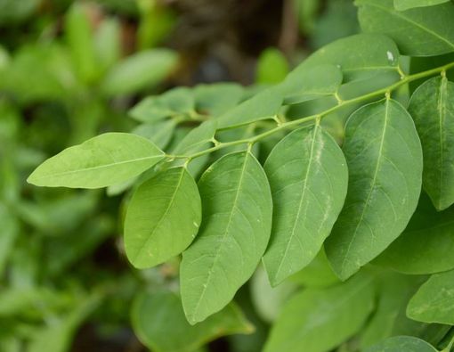 Konsumsi Daun Katuk dapat Memperlancar Produksi ASI?