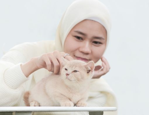 Kucing Bukan Makanan, Kucing Hewan Peliharaan