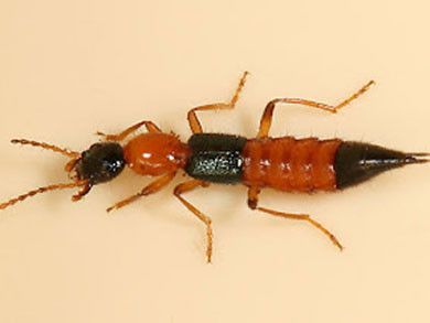 Fakta Seputar Tomcat