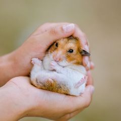 Ini 10 Cara Merawat Hamster yang Benar 