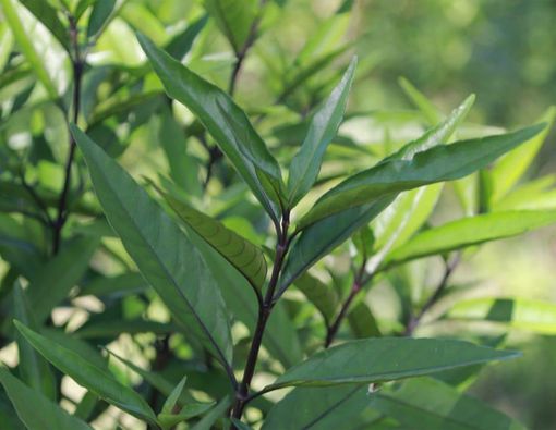 Benarkah Daun Gandarusa Efektif untuk Kontrasepsi Pria?