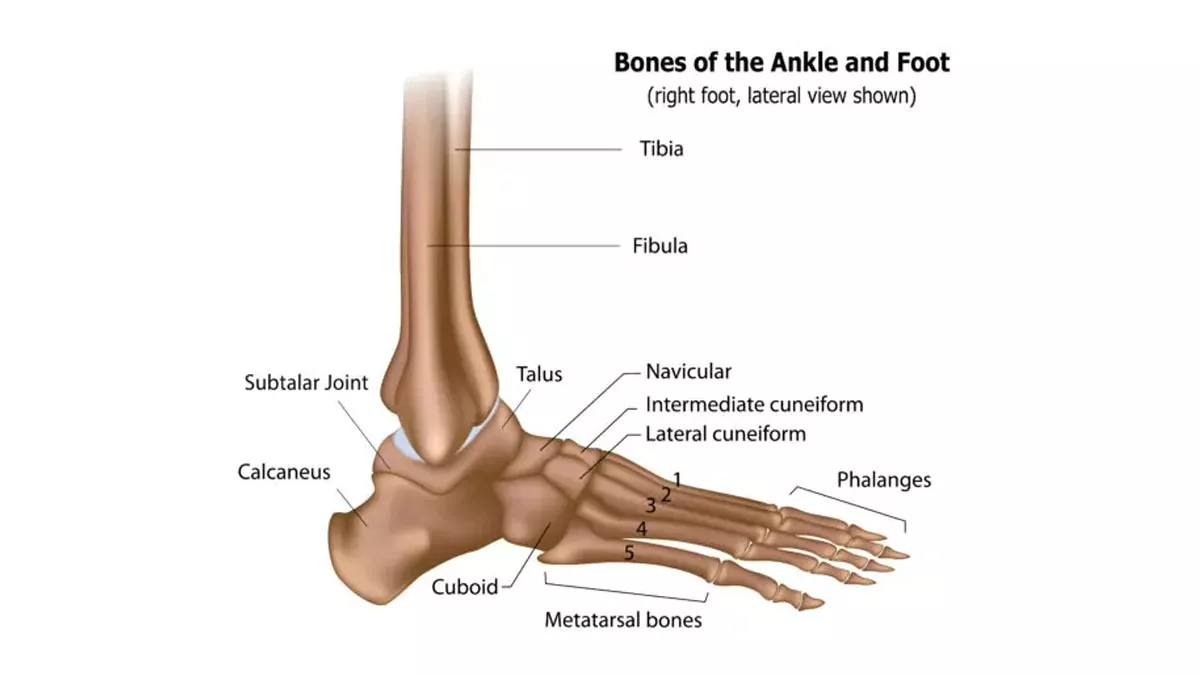 Mengenal Bentuk Tulang Pergelangan Kaki