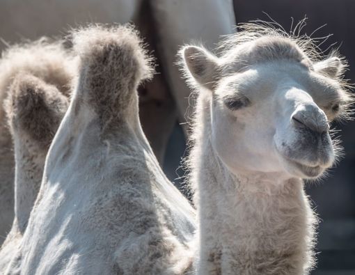 Kaya Vitamin C, Ini Manfaat Susu Unta untuk Penderita Diabetes