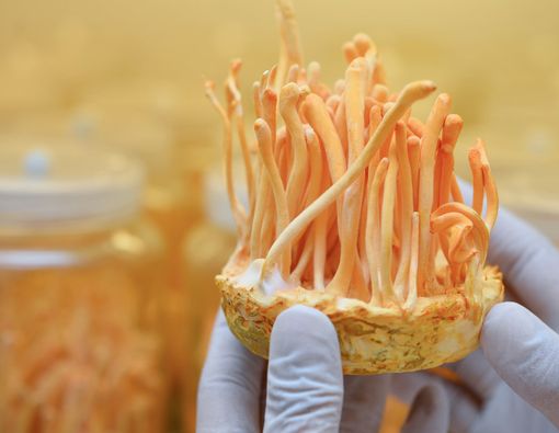 Banyak Manfaat, Jamur Cordyceps Militaris Berpotensi Tangkal Corona?