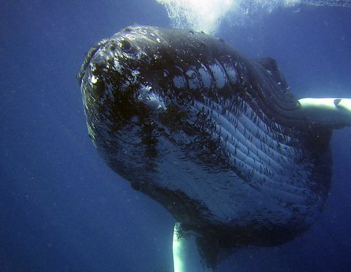 Blue Whale Challenge, Permainan Berbahaya yang Harus Diwaspadai