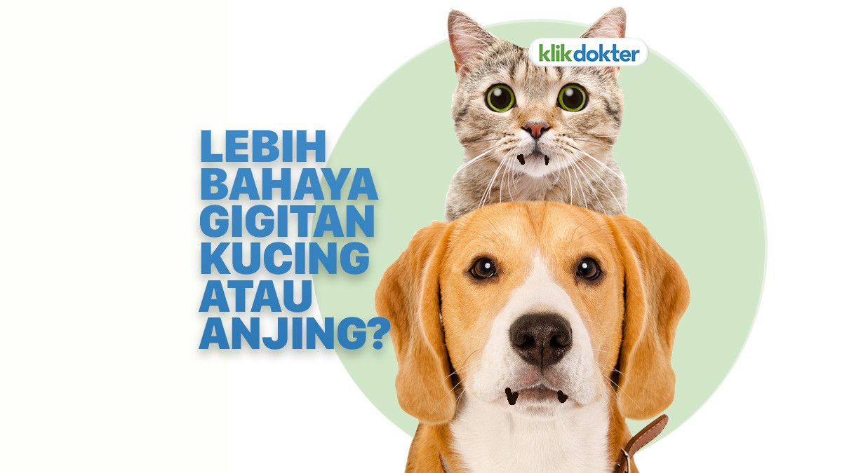 Mana yang Lebih Berbahaya, Gigitan Kucing atau Anjing?