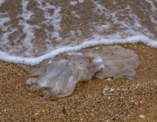 Disengat Ubur-Ubur di Pantai? Segera Lakukan Ini!