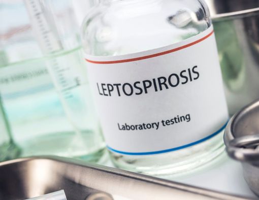 Komplikasi Leptospirosis yang Perlu Anda Ketahui dan Waspadai