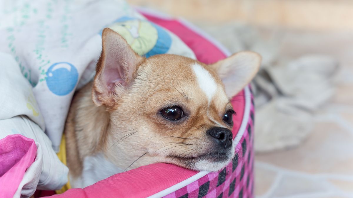 Gerakan Anjing dalam Tubuh Induk Terlihat