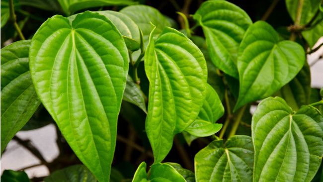 Minum Air Rebusan Daun Sirih Bisa Redakan Radang Tenggorokan?