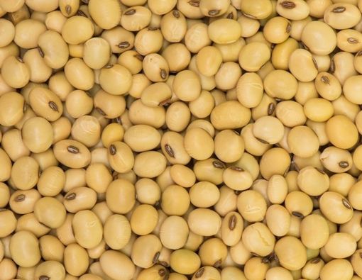 Benarkah Makan Kedelai Sebabkan Kanker Payudara?