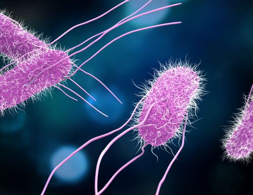 Waspada Kontaminasi Bakteri Salmonela pada Makanan Sehari-hari