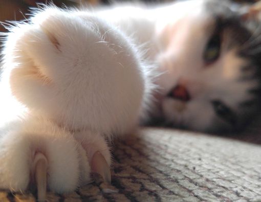 Anak Dicakar Kucing? Atasi dengan Cara Ini Agar Tidak Infeksi