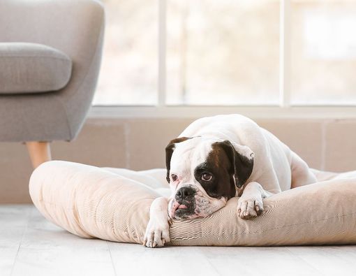 Ciri-Ciri Anjing Cacingan dan Cara Mengobatinya