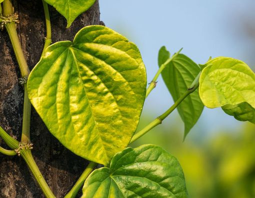 Daun Sirih Sebabkan Vagina Kering? Ini Faktanya