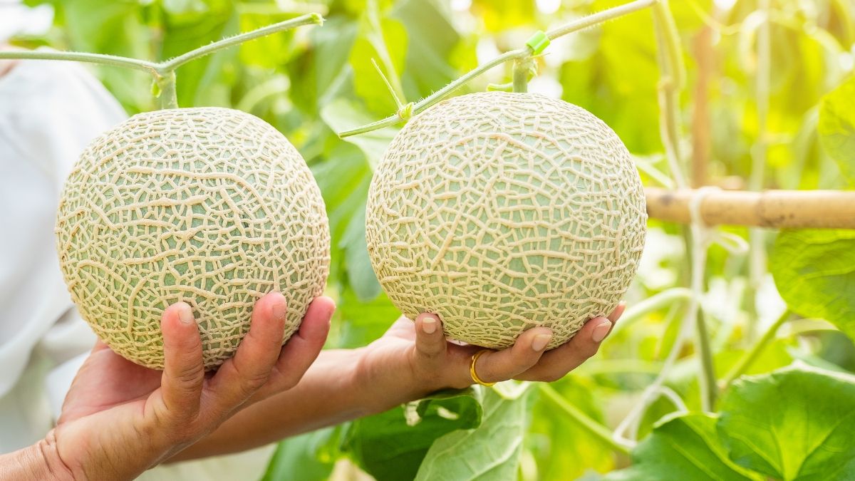 13 Manfaat Buah Melon dengan Segudang Khasiat Kesehatan