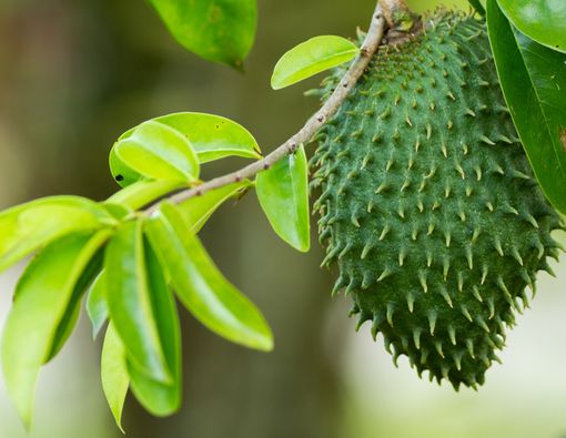 Amankah Mengobati Jerawat dengan Daun Sirsak?