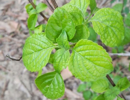 Benarkah Daun Jintan Dapat Melancarkan ASI?