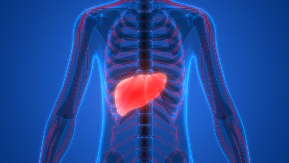 Kolesterol Tinggi Juga Sebabkan Fatty Liver (Magic-mine/Shutterstock)