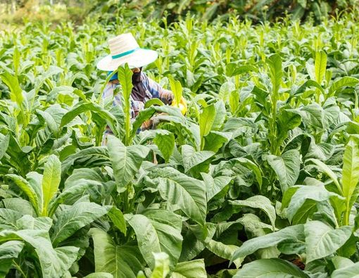 Derita Petani Tembakau Akibat Kenaikan Harga Rokok