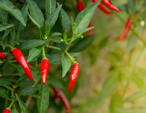 Benarkah Cabai Berkhasiat sebagai Penurun Demam?