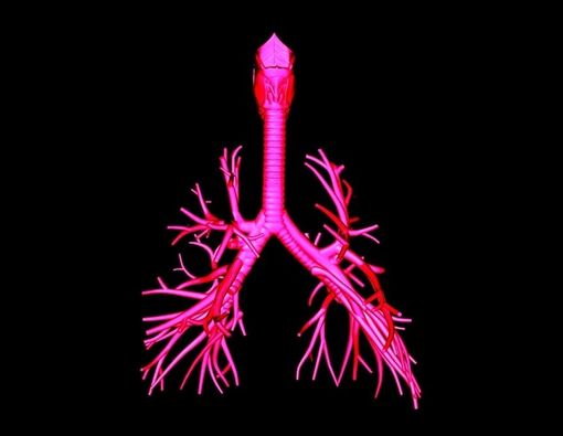 Mengenal Fungsi Trakea pada Sistem Pernapasan Manusia