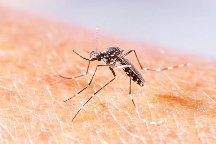 Perkenalkan: Wolbachia, Harapan Baru untuk Memberantas Dengue