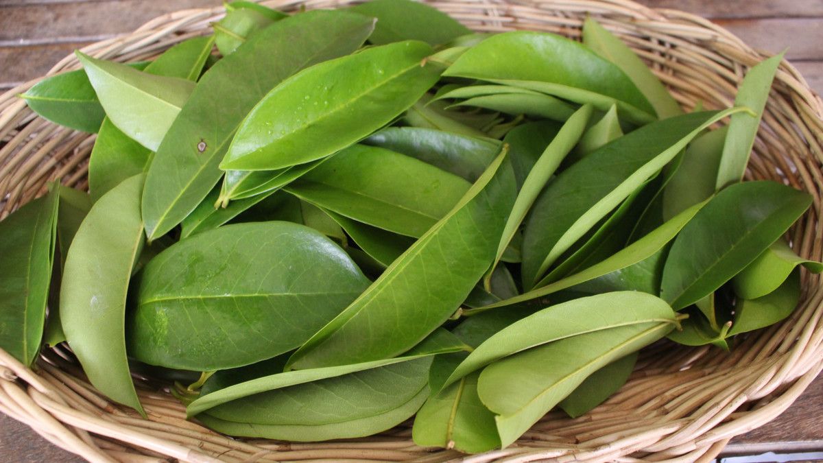 Mencegah Kanker dengan Daun Sirsak, Efektifkah?