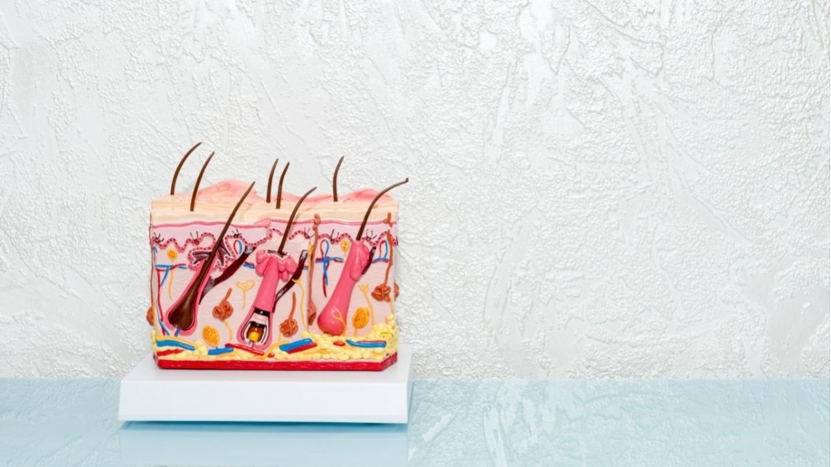 Mengenal Struktur Kulit Manusia - KlikDokter