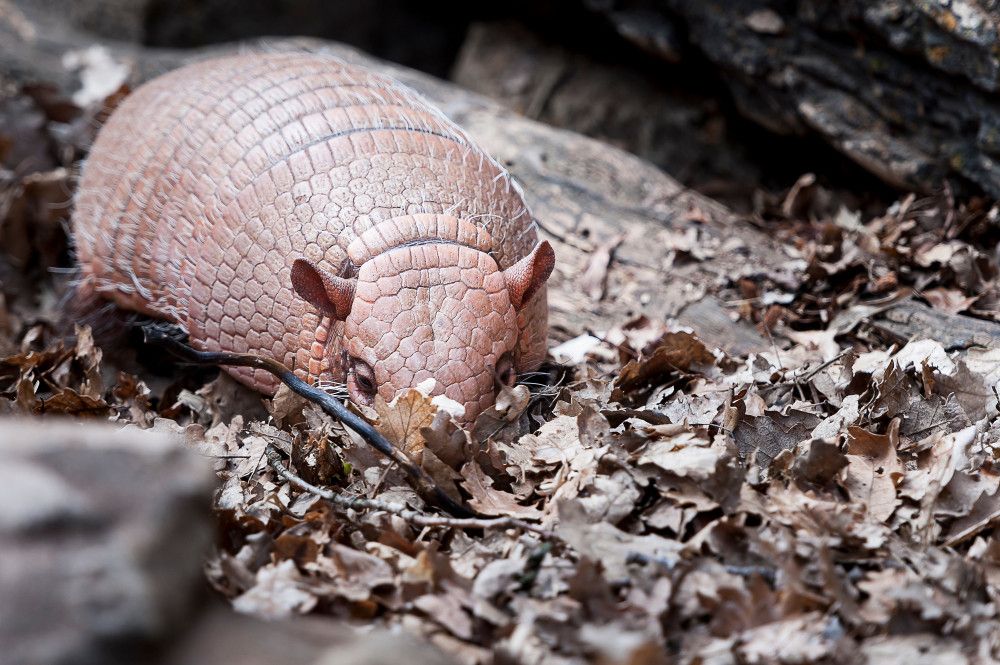 Benarkah Binatang Armadillo Picu Kusta pada Manusia?